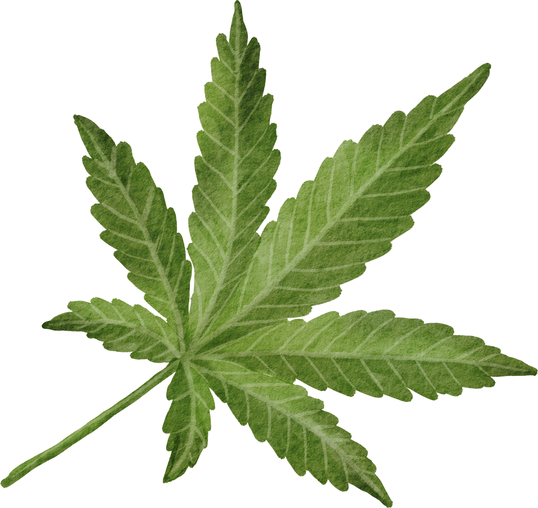 vecteezy_cutout-cannabis-leaf-simplicity-watercolor-painting_9974124 vecteezy_cutout-cannabis-leaf-simplicity-watercolor-painting_9974124